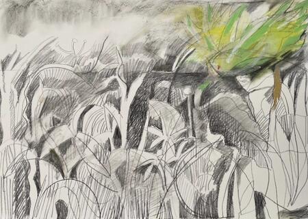 A Parakeet visits my Northern Garden