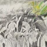 A Parakeet visits my Northern Garden