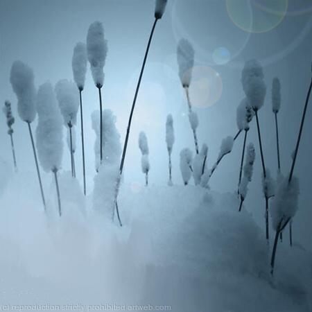 snowed in with lavender 