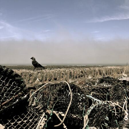 bird on a wire mesh