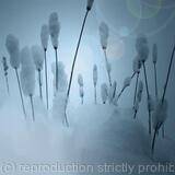 snowed in with lavender 