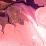 flowers-and-fuschias