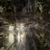 auspiscious nest in time