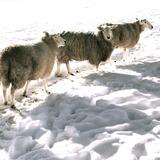Sheep at Tarrington