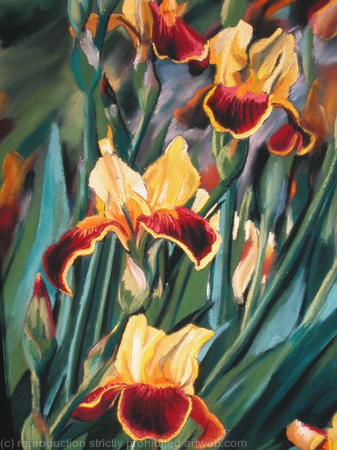 yellow iris