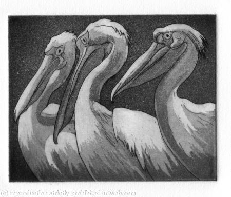 Three Pelicans