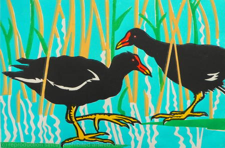 Moorhens