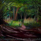 Woodland Scene