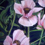 Pink Poppies