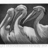 Three Pelicans