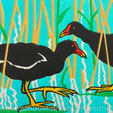 Moorhens
