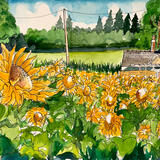 Sunflowers