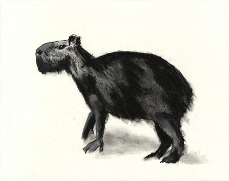 Capybara
