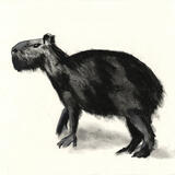 Capybara