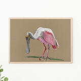 spoonbill giclee print