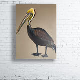 Brown Pelican