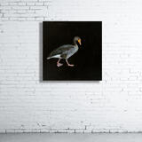 Aubrey the Greylag Goose 