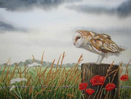 Barn Owl