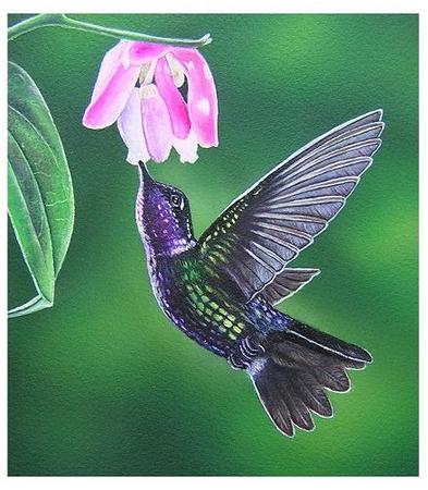Purple Throated Hummingbird