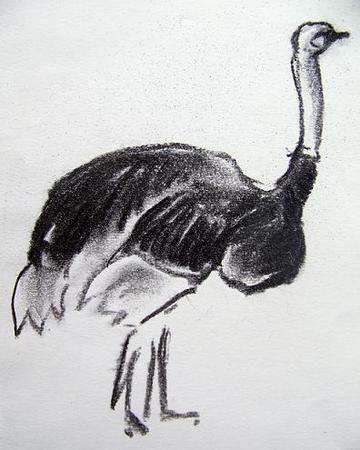 Ostrich Study