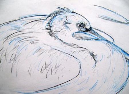 Dalmation Pelican Study