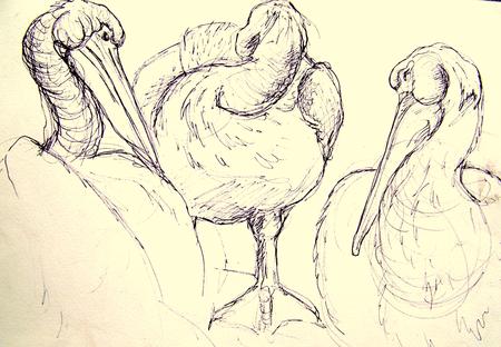 Dalmation Pelican Study