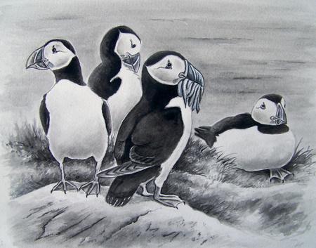 Puffins