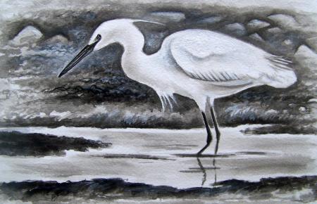 Little Egret