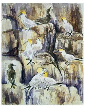 Gannets, Alderney