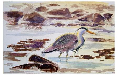 Heron Study, Alderney