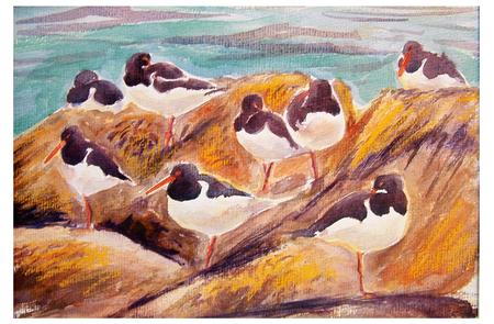 Oystercatchers, Clonque Bay, Alderney