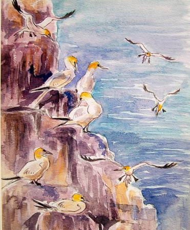 Gannets, The Garden Rocks