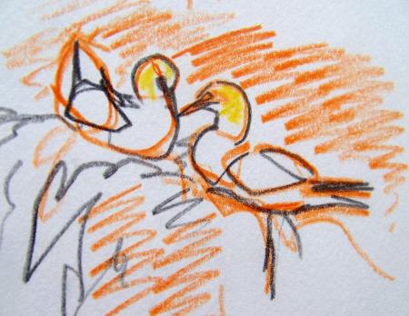 Gannet detail from sketch