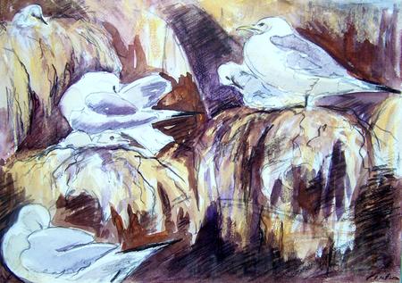 Kittiwakes at Dunbar 2