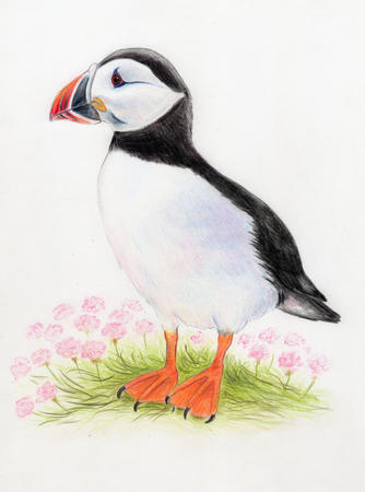 Puffin