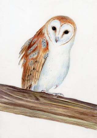 Barn Owl
