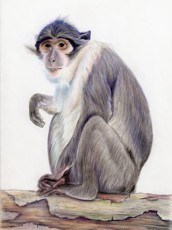 Mangabey Monkey