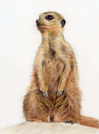 Meerkat