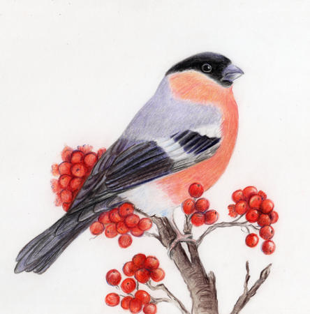 Bullfinch
