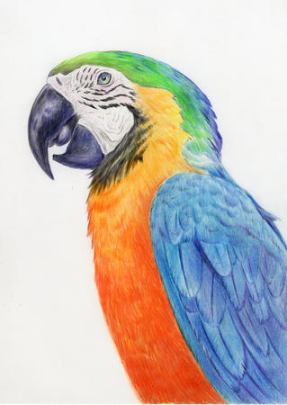 Parrot