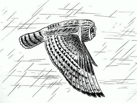 Short-eared owl