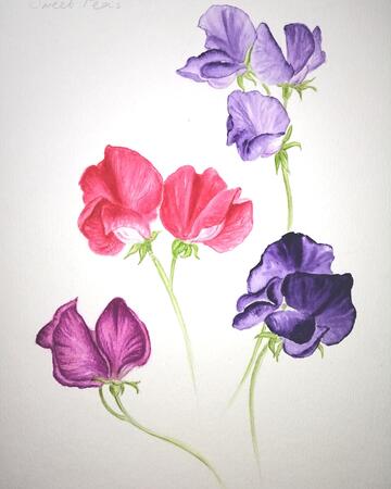 Sweet Pea Sketch