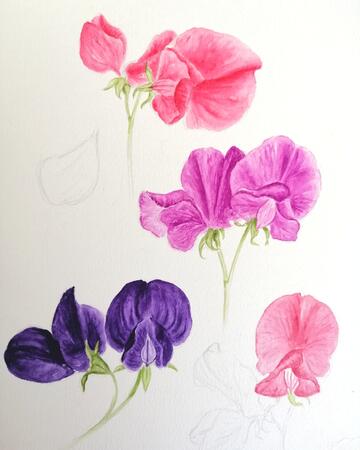 Sweet Peas #3