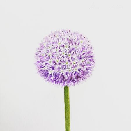 Allium Sketch