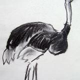 Ostrich Study