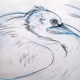 Dalmation Pelican Study
