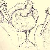 Dalmation Pelican Study