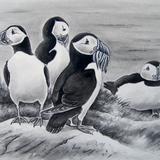 Puffins