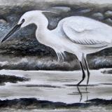 Little Egret