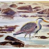 Heron Study, Alderney